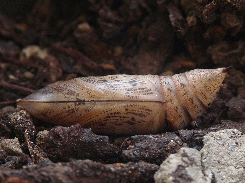 Macroglossum stellatarum